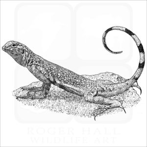 Zebra-Tailed Lizard black and white illustration