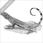 Zebra-Tailed Lizard black and white stock image