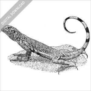 Zebra-Tailed Lizard black and white stock image