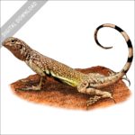 Zebra-Tailed Lizard stock image