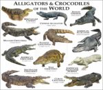 Alligators and Crocodiles of the World print