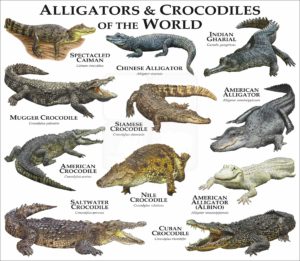 Alligators and Crocodiles of the World print