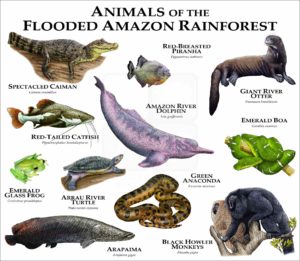 Animals of the Flooded Amazon Rainforest print
