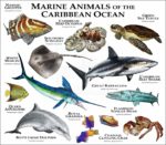 Animals of the Caribbean Ocean print