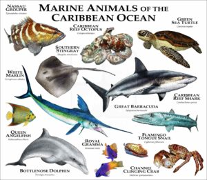 Animals of the Caribbean Ocean print