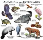Animals of the Florida Everglades poster