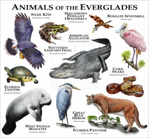 Animals of the Florida Everglades poster
