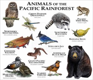 Animals of the Pacific Rainforest poster print