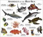 Poster print of Marine Animals of the Red Sea