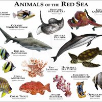 Poster print of Marine Animals of the Red Sea