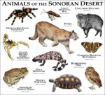 Print of the Animals of the Sonoran Desert