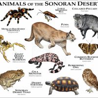 Print of the Animals of the Sonoran Desert