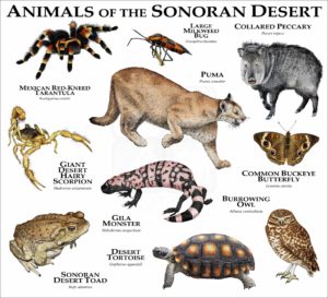 Print of the Animals of the Sonoran Desert