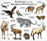 Print of the Animals of the Arabian Peninsula
