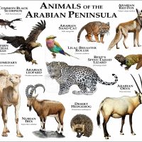 Print of the Animals of the Arabian Peninsula