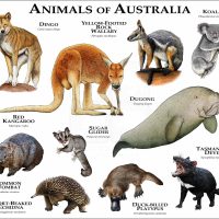 Animals of Australia print