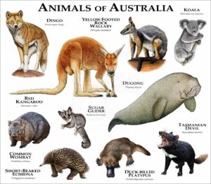 Animals of Australia print