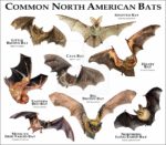 Bats of North America print