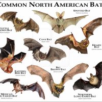 Bats of North America print
