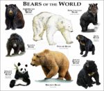 Bears of the World print