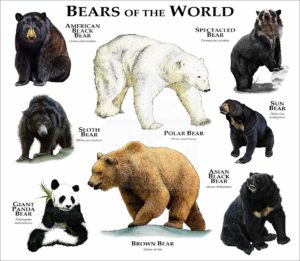 Bears of the World print