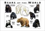 Bears of the World Poster