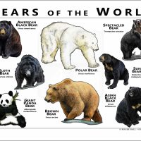 Bears of the World Poster