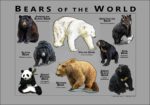 Bears of the World - Gray