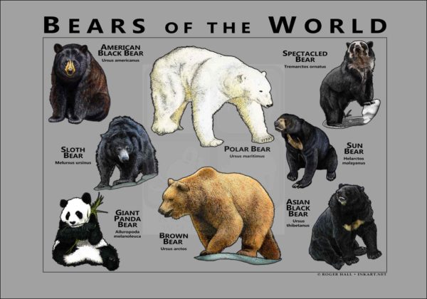 Bears of the World - Gray