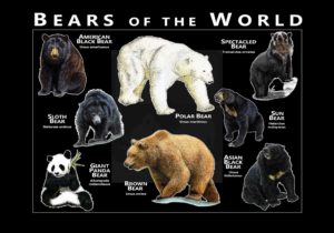 Bears of the World - Black poster