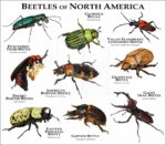Beetles of North America print
