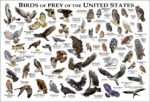 Bird of Prey of the United States poster