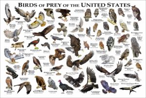 Bird of Prey of the United States poster