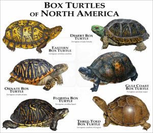 Box Turtles of North America print