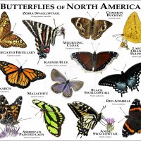 Butterflies of North America print