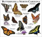 butterflies of north carolina print