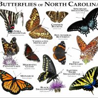 butterflies of north carolina print