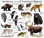 Animals of the Canadian Shield print