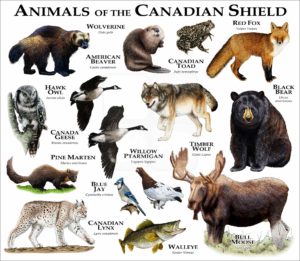 Animals of the Canadian Shield print