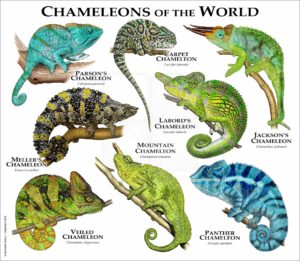 Chameleons of the World print