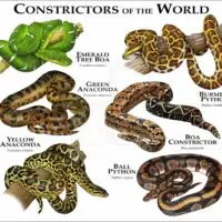 Constrictor Snakes