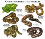 Constrictor Snakes of the World print