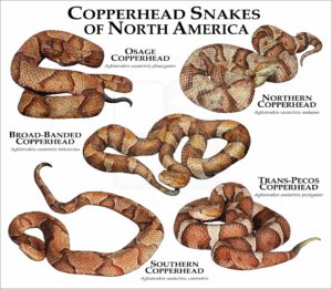 Copperhead Snakes of North America print