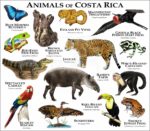 Animals of Costa Rica print