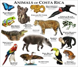 Animals of Costa Rica print