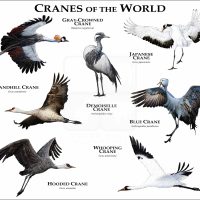 Cranes of the World poster