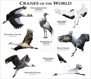 Cranes of the World poster