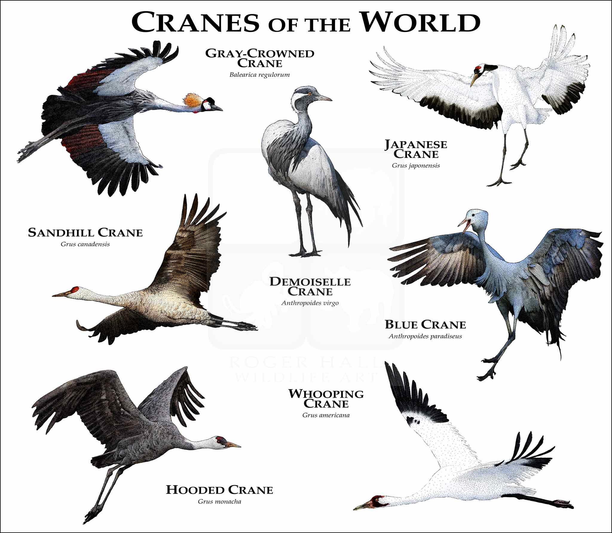 Cranes of the World Cranes of the World poster
