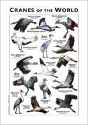 Cranes of the World poster