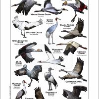 Cranes of the World poster